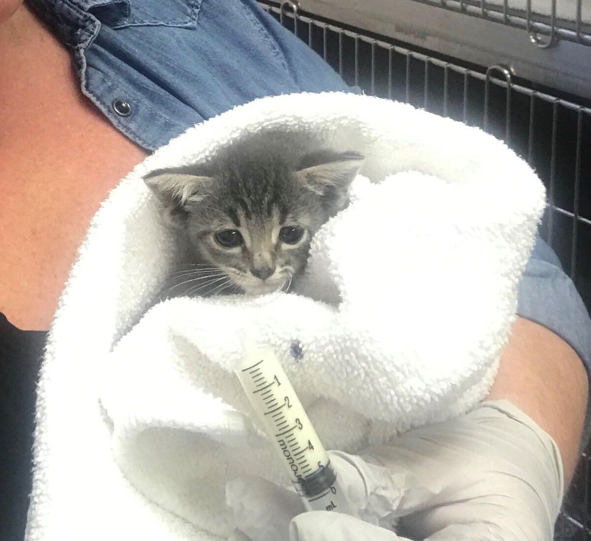 Stafford Animal Shelter
